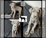Small Photo #7 Great Dane Puppy For Sale in LAWRENCEBURG, KY, USA