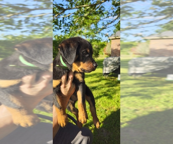 Medium Photo #18 Rottweiler Puppy For Sale in PELHAM, GA, USA