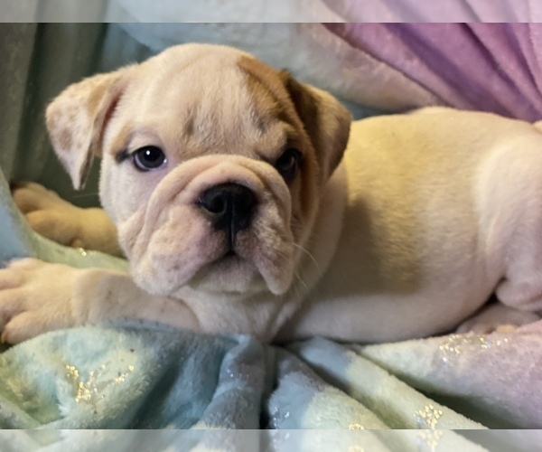 Medium Photo #1 English Bulldog Puppy For Sale in HAMDEN, CT, USA