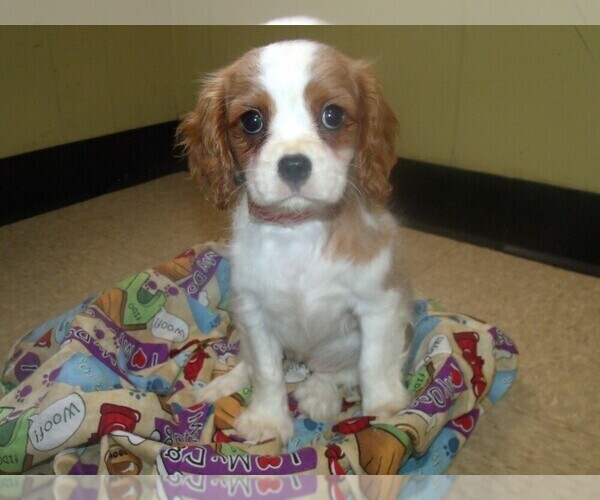 Medium Photo #1 Cavalier King Charles Spaniel Puppy For Sale in PATERSON, NJ, USA