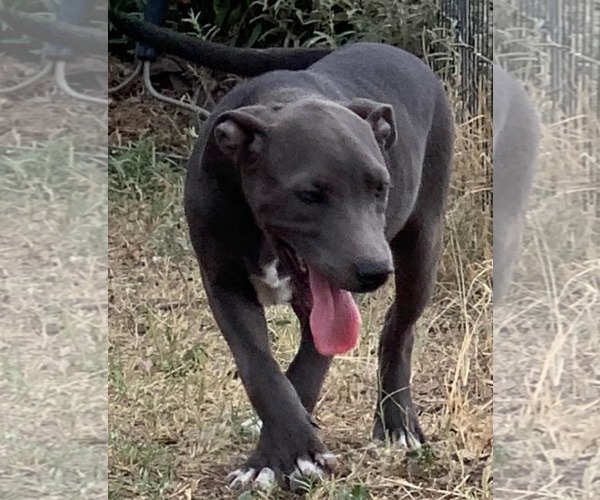 Medium Photo #15 American Pit Bull Terrier-Unknown Mix Puppy For Sale in Minneapolis, MN, USA