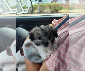 Morkie-Yorkshire Terrier Mix Puppy for sale in MESA, AZ, USA