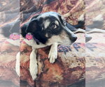 Small Photo #2 German Shepherd Dog-Great Pyrenees Mix Puppy For Sale in Aurora, CO, USA