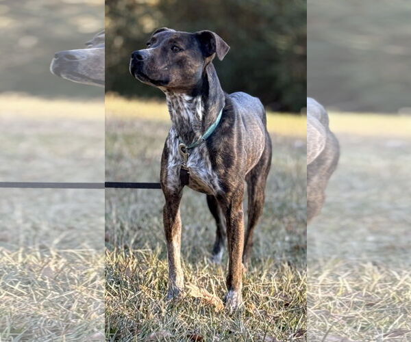 Medium Photo #4 Mountain Cur-Unknown Mix Puppy For Sale in Attalka, AL, USA