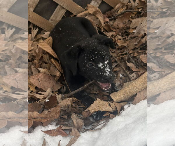 Medium Photo #3 Aussiedor Puppy For Sale in Roxboro, NC, USA