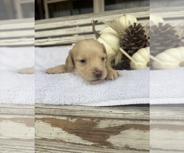 Medium Photo #1 Dachshund Puppy For Sale in MARSHFIELD, MO, USA