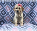 Small Photo #17 Goldendoodle Puppy For Sale in LAKELAND, FL, USA