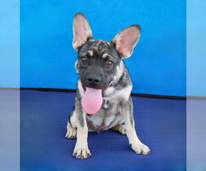 SCHNITZEL - Male French Bulldog-Unknown Mix Dog for Adoption - Photo #2