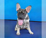 Small Photo #2 French Bulldog-Unknown Mix Puppy For Sale in Pasadena, CA, USA