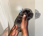 Small Photo #7 Cane Corso Puppy For Sale in MEMPHIS, TN, USA