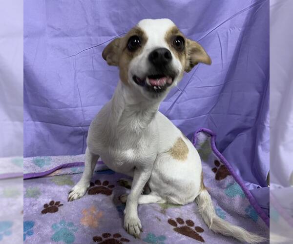 Medium Photo #1 Chihuahua Puppy For Sale in Modesto, CA, USA