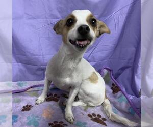 Chihuahua Dogs for adoption in Modesto, CA, USA