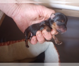 Yorkshire Terrier Puppy for Sale in MADISONVILLE, Tennessee USA