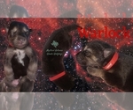 Small #8 Wolf Hybrid