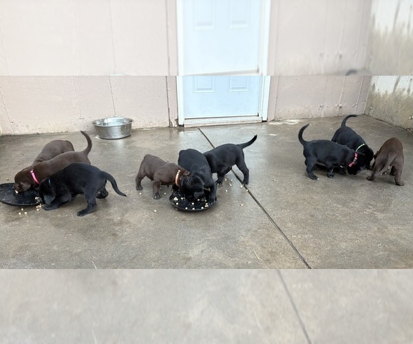 Medium Photo #9 Borador Puppy For Sale in COLORADO SPRINGS, CO, USA
