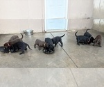 Small #8 Borador
