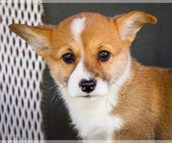 Medium Photo #37 Pembroke Welsh Corgi Puppy For Sale in WAKARUSA, IN, USA