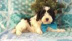 Small Photo #2 Cavapoo Puppy For Sale in EDEN, PA, USA