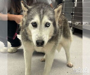 Sapphire - Female Siberian Husky-Unknown Mix Dog for Adoption - Photo #2