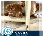 Small #1 Labrador Retriever Mix