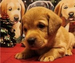 Small Photo #2 Labrador Retriever Puppy For Sale in BUFFALO, NY, USA
