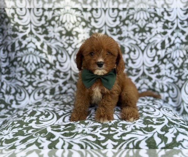 Medium Photo #4 Cavapoo (Miniature) Puppy For Sale in LAKELAND, FL, USA
