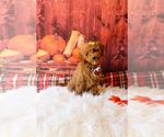 Puppy River Cavapoo