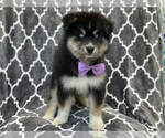 Small Photo #5 Pomsky Puppy For Sale in LAKELAND, FL, USA