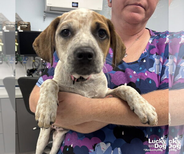 Medium Photo #3 Mutt Puppy For Sale in Washington, DC, USA