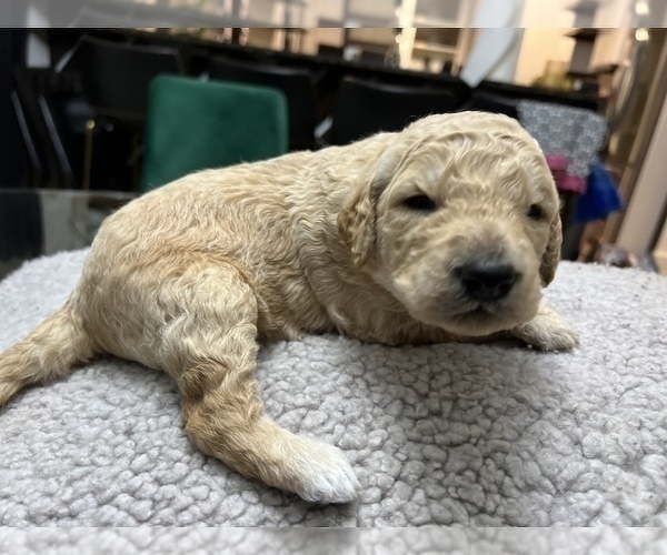 Medium Photo #5 Goldendoodle Puppy For Sale in PORTLAND, OR, USA