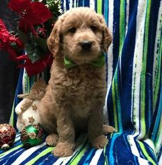 Goldendoodle Puppy for sale in GORDONVILLE, PA, USA