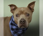 Small #1 American Pit Bull Terrier Mix