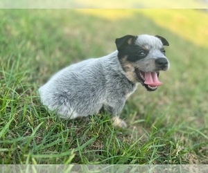 Australian Cattle Dog Puppy for sale in WACO, TX, USA
