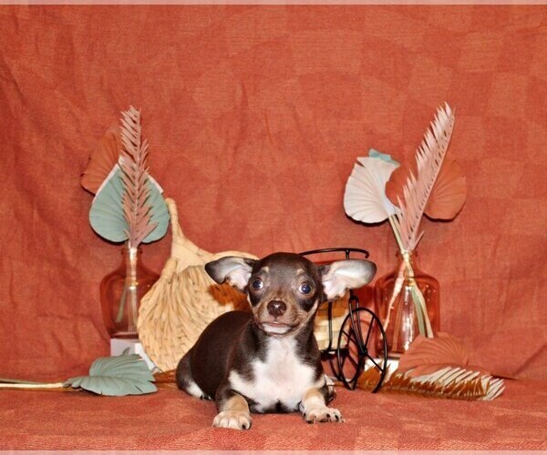 Medium Photo #2 Chihuahua Puppy For Sale in CHARLESTON, AR, USA