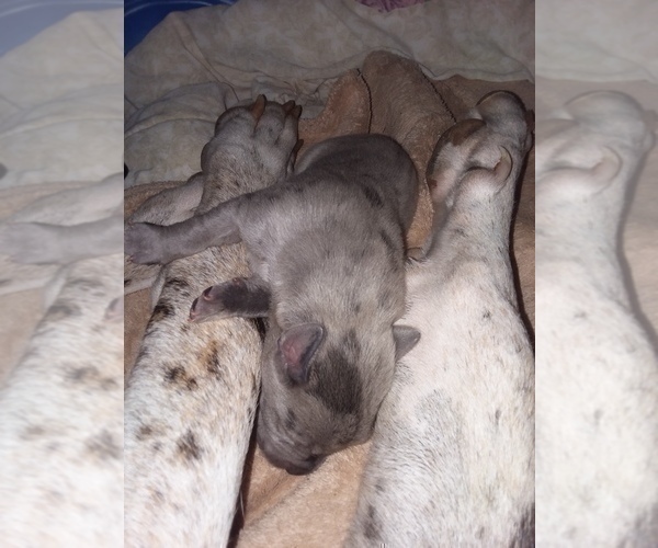 Medium Photo #2 Great Dane-Labrador Retriever Mix Puppy For Sale in ESTACADA, OR, USA