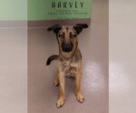 Small Photo #2 German Shepherd Dog-Unknown Mix Puppy For Sale in La Porte, IN, USA