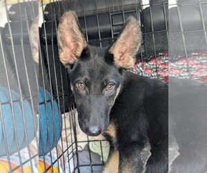 German Shepherd Dog Dogs for adoption in Holly Springs, NC, USA