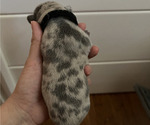 Small Photo #9 French Bulldog Puppy For Sale in ALTA LOMA, CA, USA