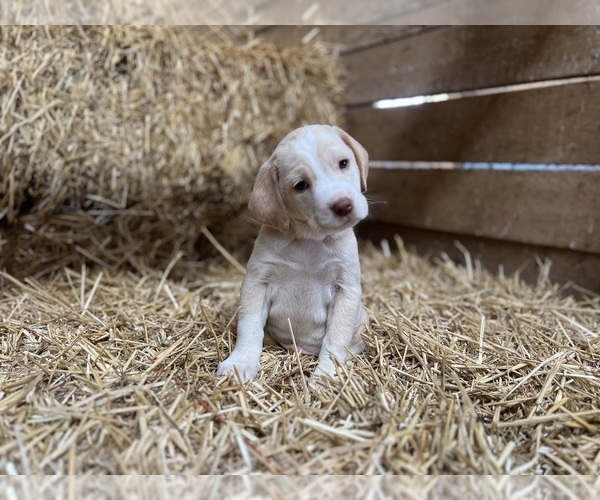 Medium Photo #1 Beago Puppy For Sale in CONVERSE, IN, USA
