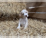 Small Photo #1 Beago Puppy For Sale in CONVERSE, IN, USA