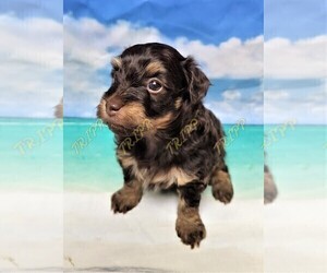 Poovanese Puppy for sale in TECUMSEH, MI, USA