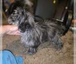 Small #8 ShihPoo