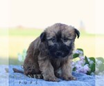 Small #3 Soft Coated Wheaten Terrier