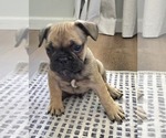 Puppy Puppy 4 Tank French Bulldog