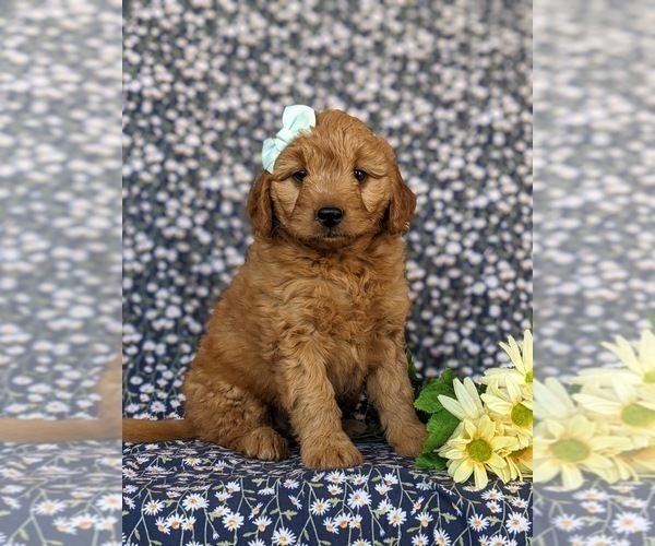 Medium Photo #1 Goldendoodle (Miniature) Puppy For Sale in CHRISTIANA, PA, USA
