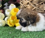 Small #3 Shih Tzu