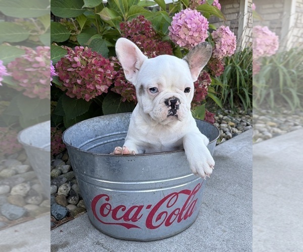 Medium Photo #4 French Bulldog Puppy For Sale in MIDDLEBURY, IN, USA