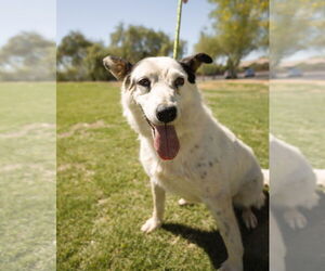 Australian Shepherd-Unknown Mix Dogs for adoption in Chandler, AZ, USA