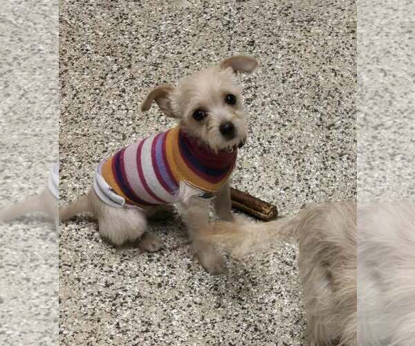 Medium Photo #1 Chihuahua-Unknown Mix Puppy For Sale in Castle Rock, CO, USA