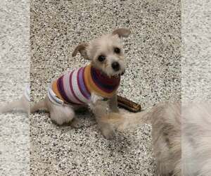 Chihuahua-Unknown Mix Dogs for adoption in Castle Rock, CO, USA